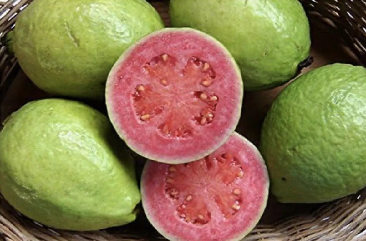 Mexican Pink Guava Seeds - Organic Non-GMO Psidium guajava Fruit Tree Seeds for Home Garden and Orchard