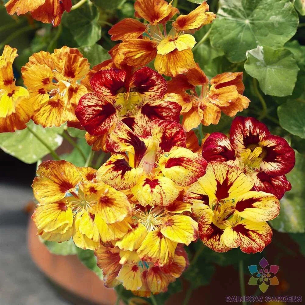 Nasturtium Seeds - 50+ Orchid Flame Variety - Tropaeolum majus - Garden Planting - USA