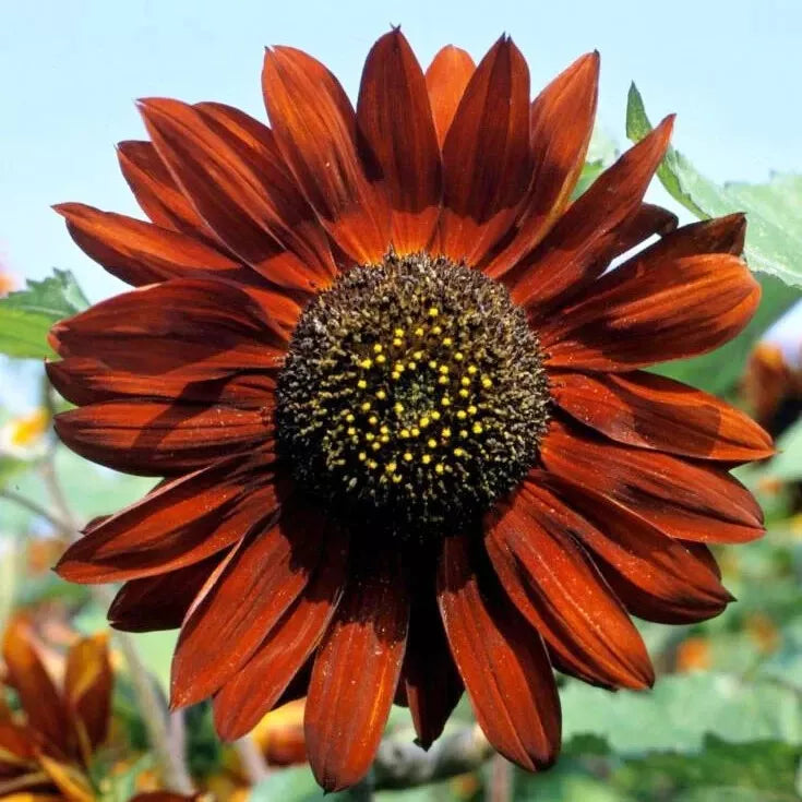 Sunflower Seeds - 100 Count Velvet Queen Heirloom Non-GMO Big Blooms Helianthus annuus