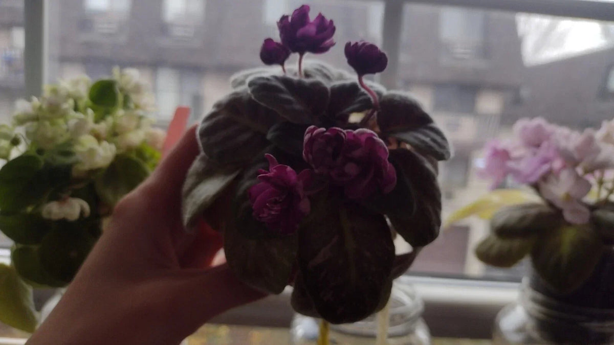 African Violet Unrooted Leaves – Witch Doctor Variety, Fresh Cut Propagation Leaves, Saintpaulia ionantha