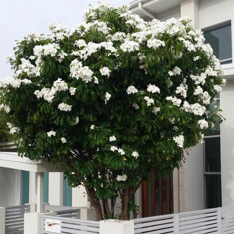 Plumeria Pudica Cuttings - 4-6 Inch Tropical Privacy Shrub for Fencing & Landscaping - White Fragrant Flowers
