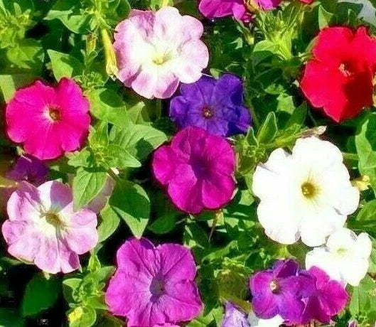 Petunia Seeds Dwarf Mix – 2000+ Annual Flower Seeds for Garden, Borders & Containers, Attracts Bees – Petunia × atkinsiana