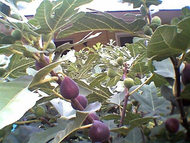 Fig Tree Cuttings 7 Pcs Marseilles Black Delicious Hardy Ficus carica for Gardening, Propagation