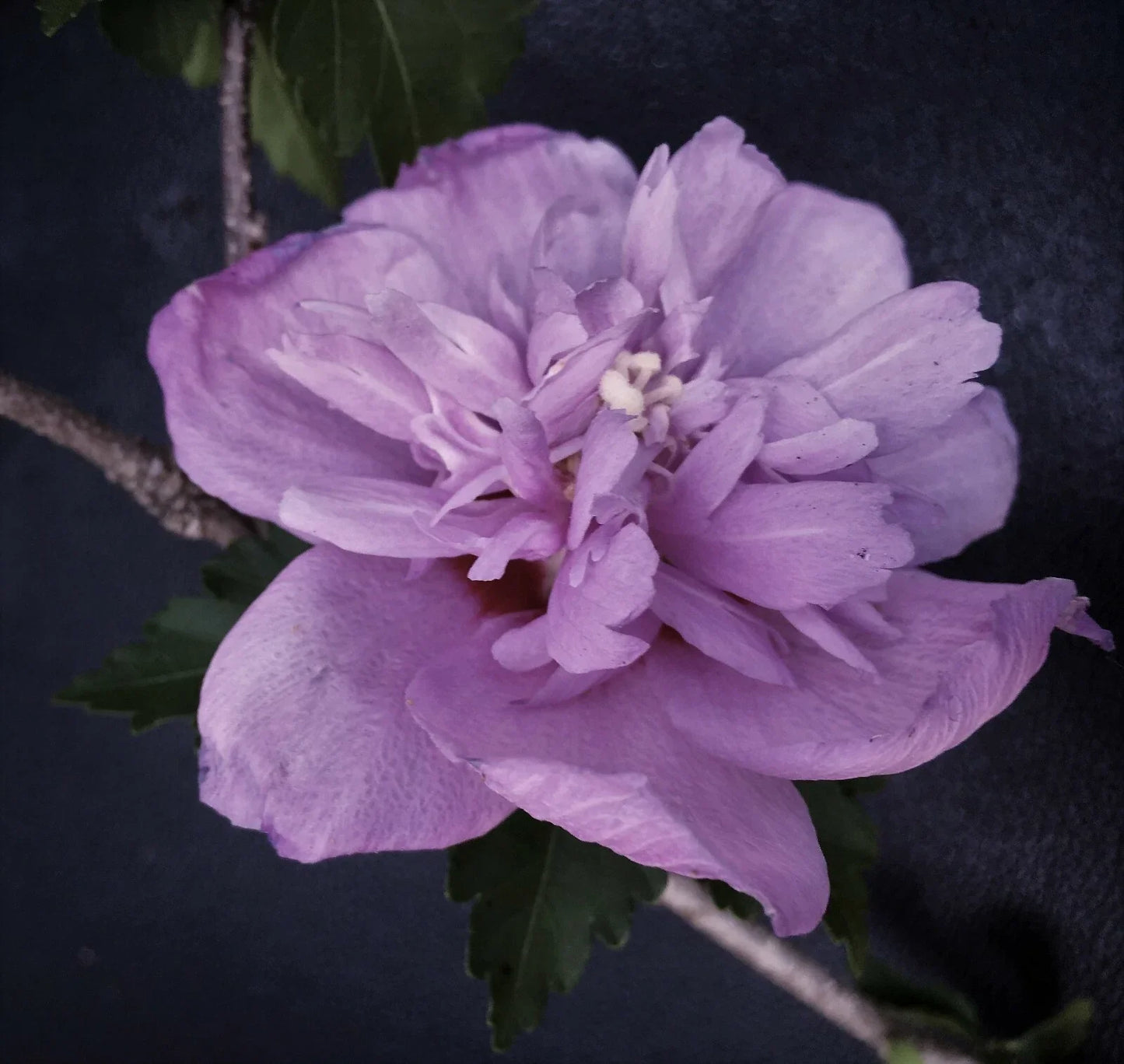 Live Plant Starter Bush Tree - Double Purple Rose of Sharon Hibiscus, Hibiscus syriacus, 6" to 1' Tall