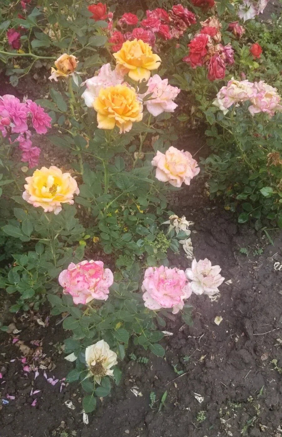 Miniature Rose Cuttings - 3 Apricot to Pink Rosa spp. Live Plant Clippings for Garden or Container