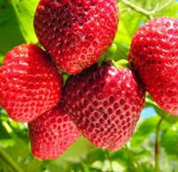 Organic Strawberry Seeds - 50 Count Fragaria Fruit Seeds for Home Garden, Non-GMO Berry Seeds