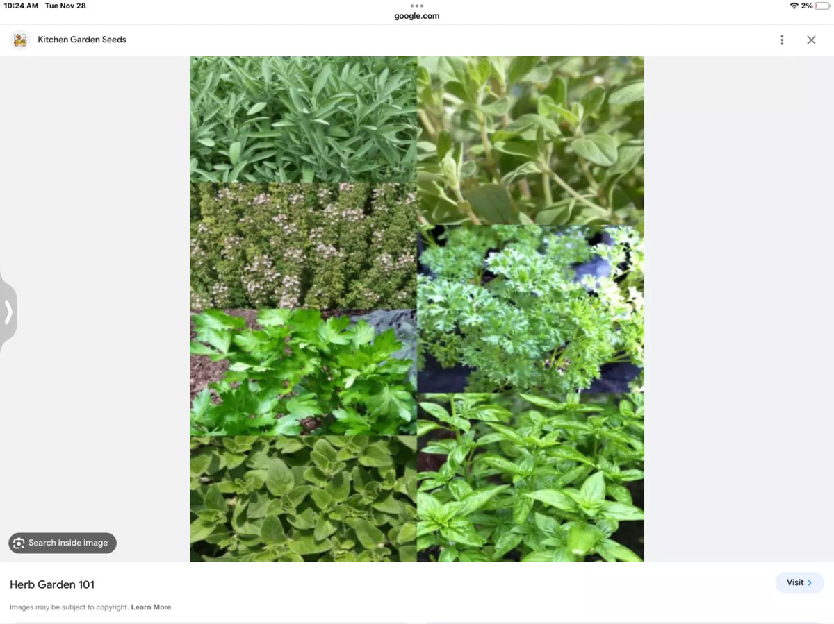 Indoor Herb Seeds Set - 6 Mini Packs Basil, Thyme, Parsley, Oregano, Dill, Cilantro for Indoor Gardening