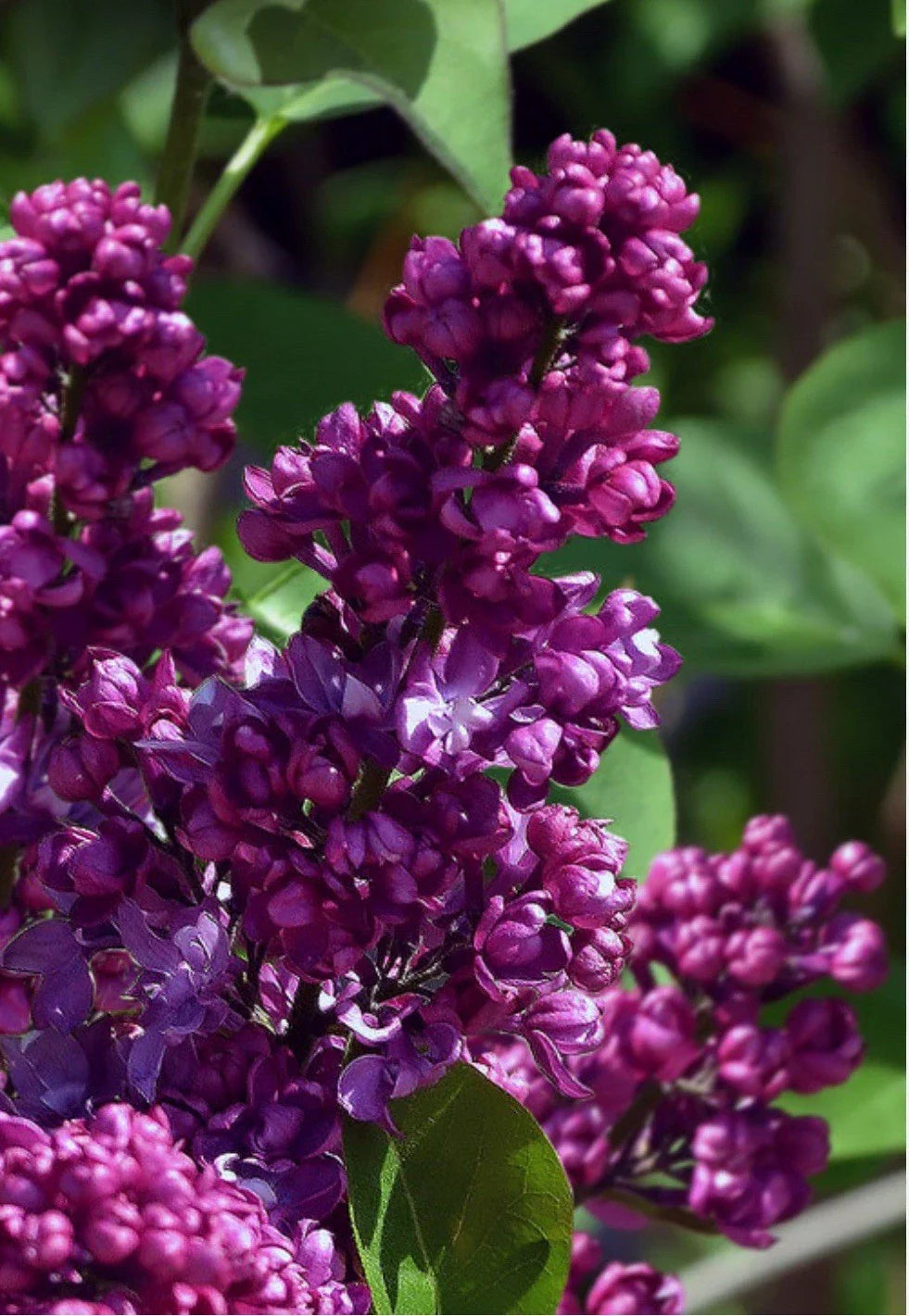 Congo Lilac Starter Plant 4-8" Syringa vulgaris Fragrant Flowering Shrub for Gardens