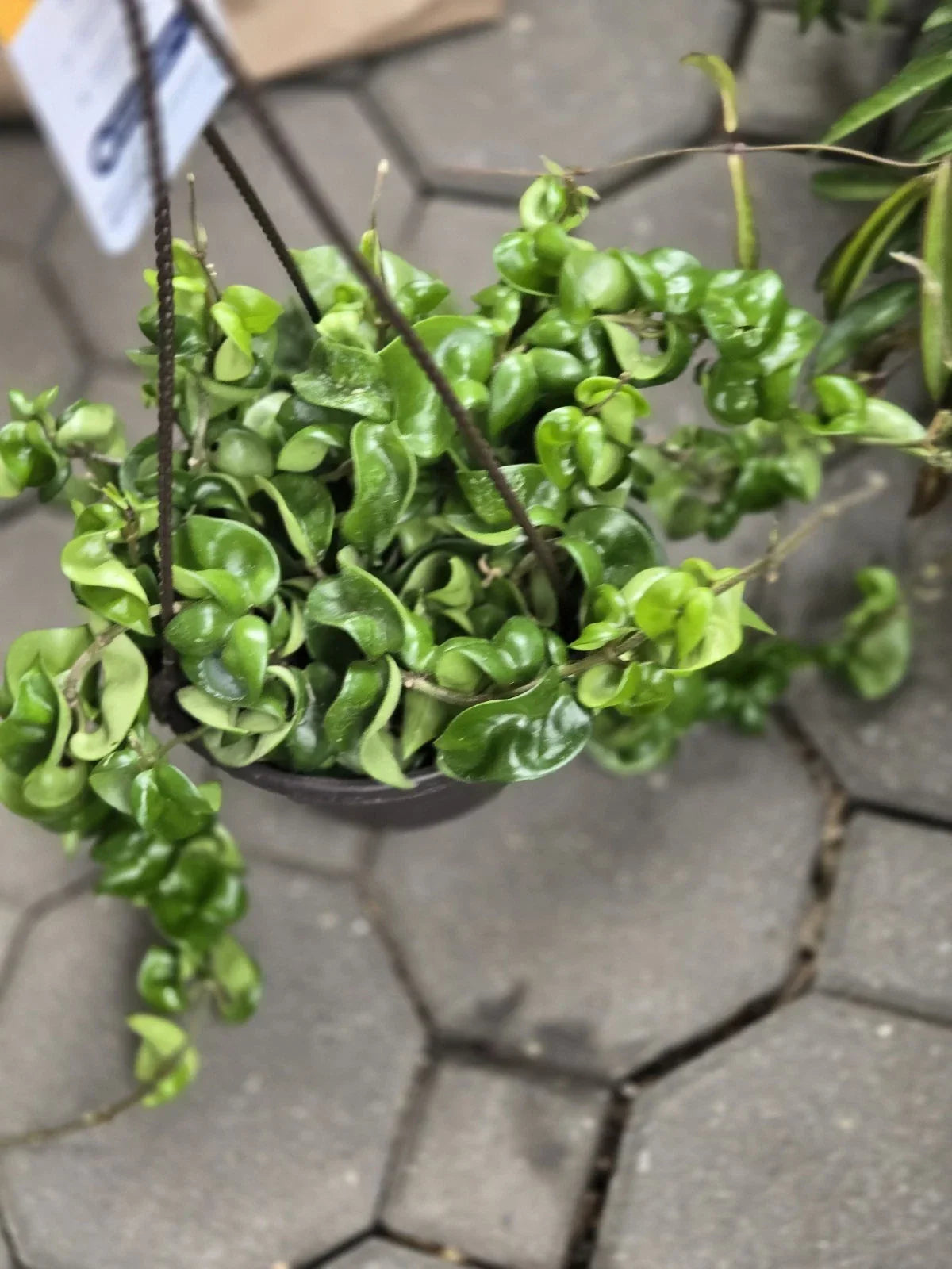 Hoya Hindu Rope Plant Cutting - Wax Plant, Hoya carnosa 'Compacta' - Indoor Houseplant Propagation