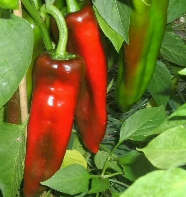 Marconi Pepper Seeds - 30+ Rare Sweet Italian Capsicum annuum for Roasting, Grilling & Stuffing