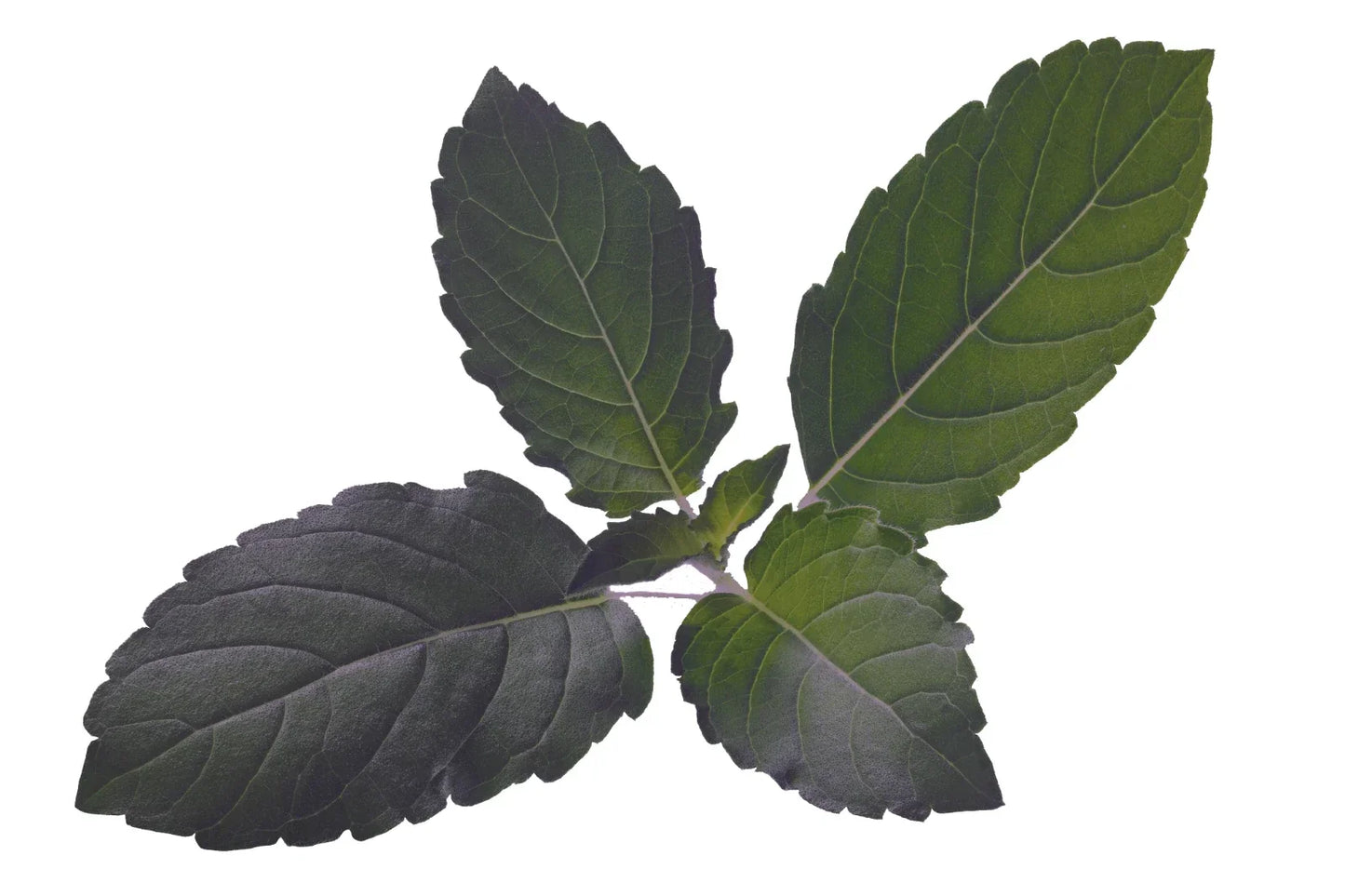 Organic Holy Basil Seeds - Tulsi - Medicinal Herb & Spice - 500+ Seeds - Ocimum sanctum