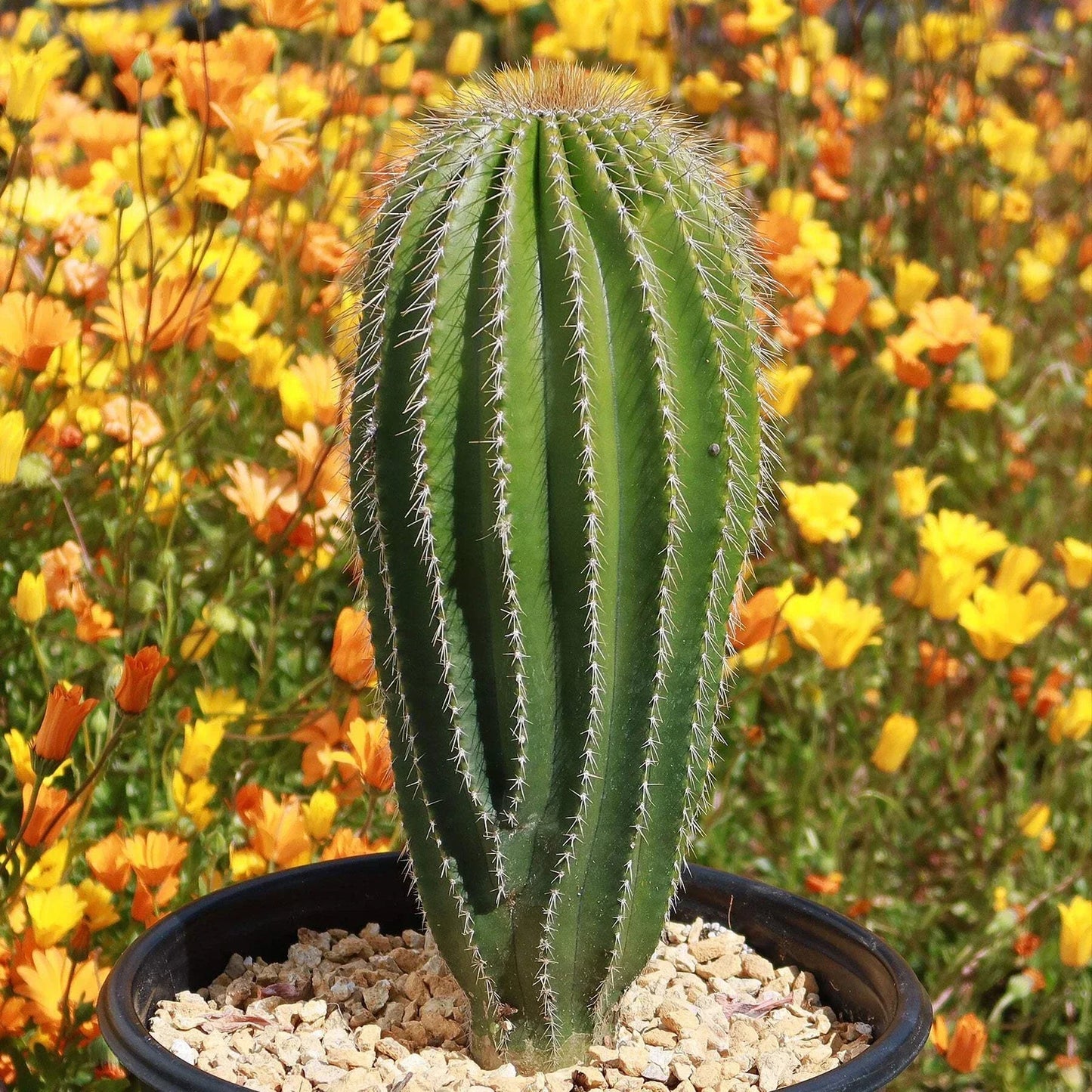 Golden Saguaro Cactus Plant in Pot – Neobuxbaumia polylopha – Live Succulent for Indoor Outdoor Decor