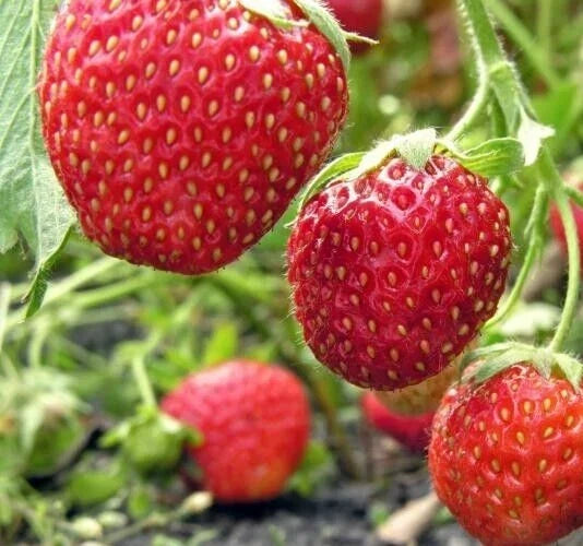 Organic Everbearing Strawberry Seeds - Fragaria, 50 Seeds for Home Garden, Berries, Fruit Seeds