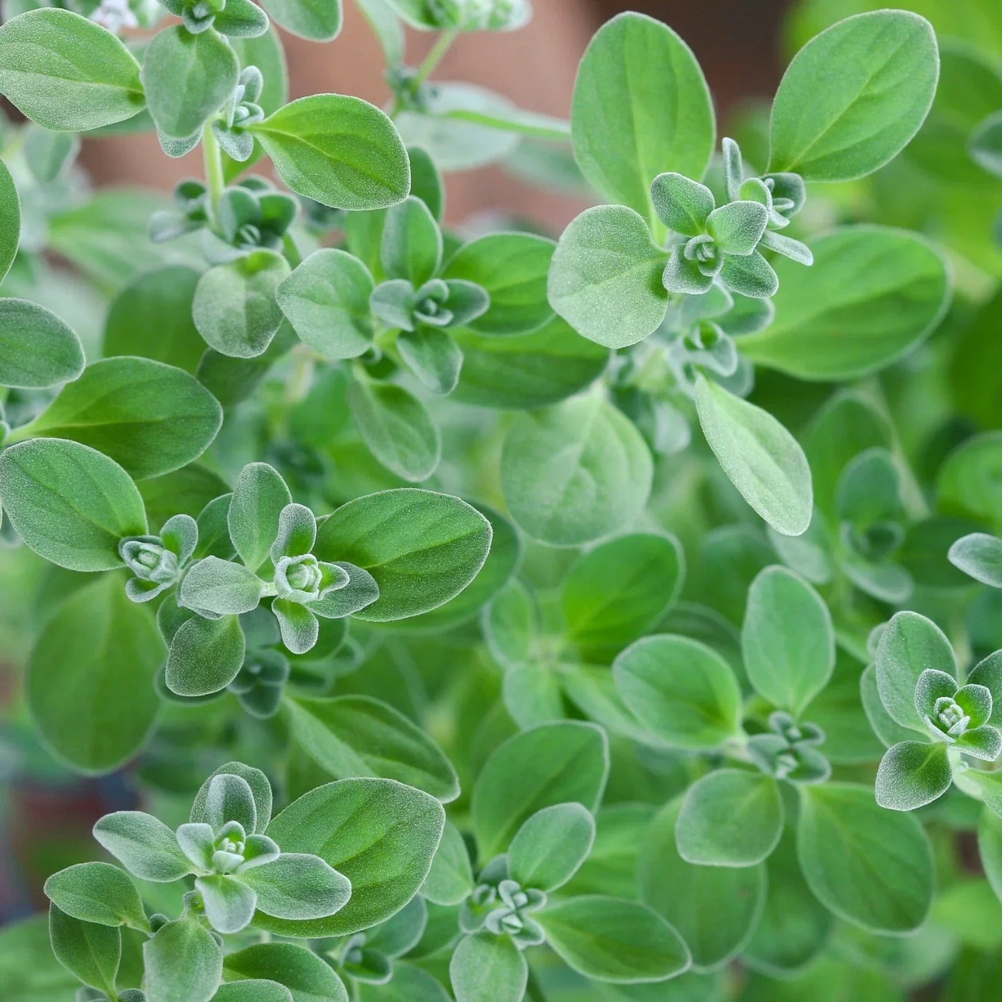 Sweet Marjoram Herb Seeds - Non-GMO, Knotted Marjoram, Majorana hortensis, Compact Bushy Growth, Culinary & Aromatic Seeds