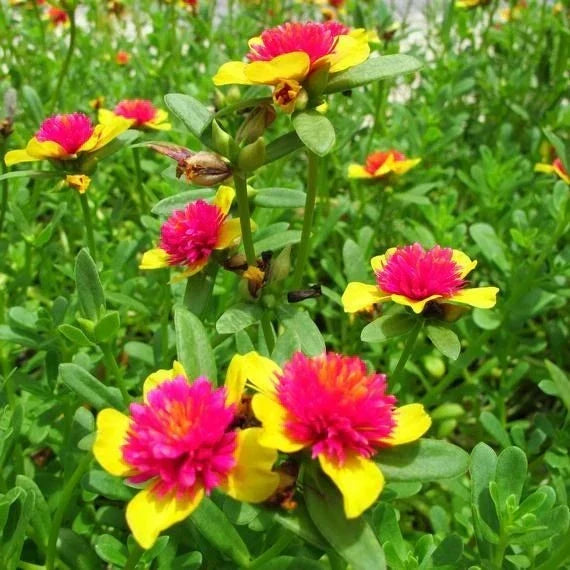 Hot Pink and Yellow Princess Bloom Purslane Cuttings - Easy to Grow - US Seller