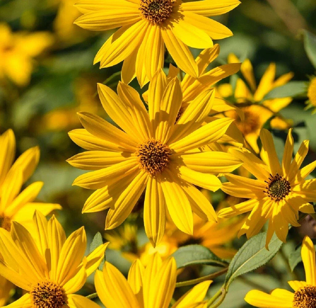 Sunflower Seeds - Maximilian Perennial Heirloom - Vibrant Blooms - Helianthus maximiliani - Pack of 50 Seeds