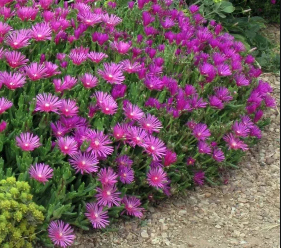 Magenta Ice Plant Cuttings - 5 Unrooted Delosperma Cooperi Ground Cover Plants for Drought-Tolerant, Low Maintenance Landscaping