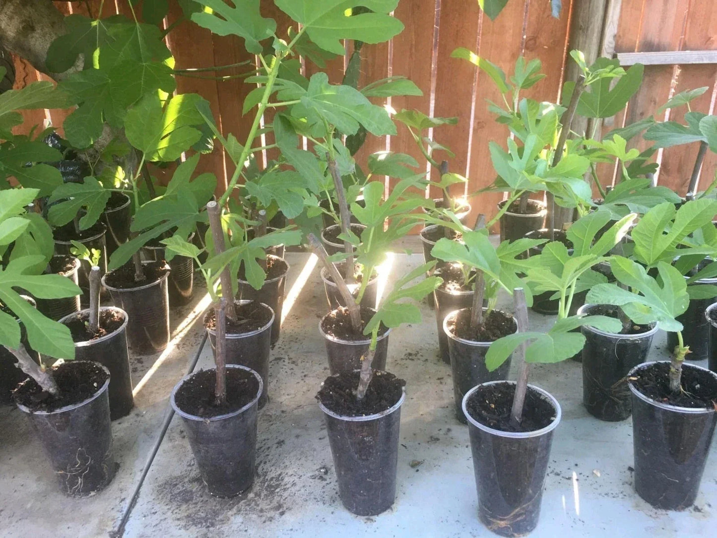 Fig Tree Plant - Violette de Bordeaux - Live Ficus carica - Edible Fruit - Indoor/Outdoor Gardening - Starter Plug