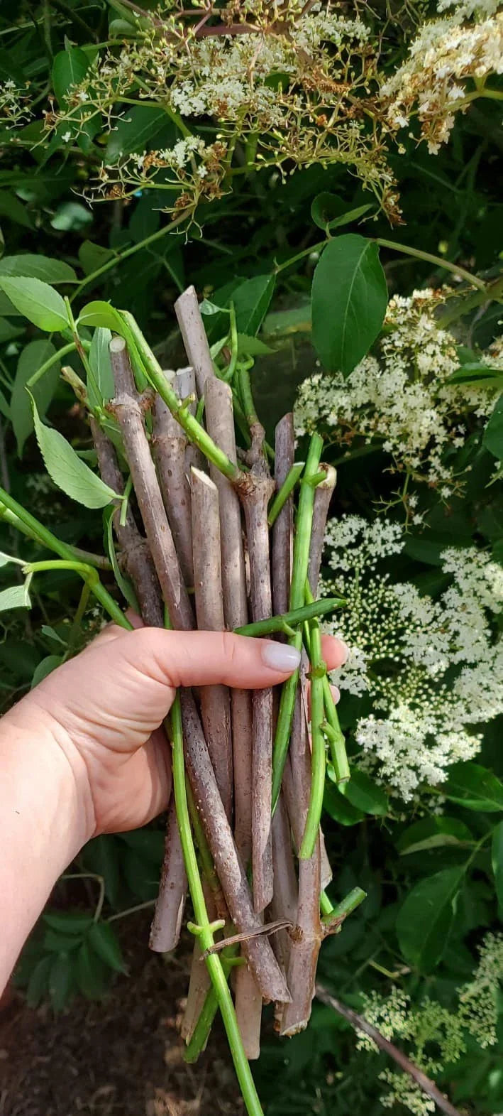 Fruit Tree Cuttings - Fig, Mulberry, Apricot, Elderberry, Cherry, Plum, Peach, Pear - Prunus & Morus Species