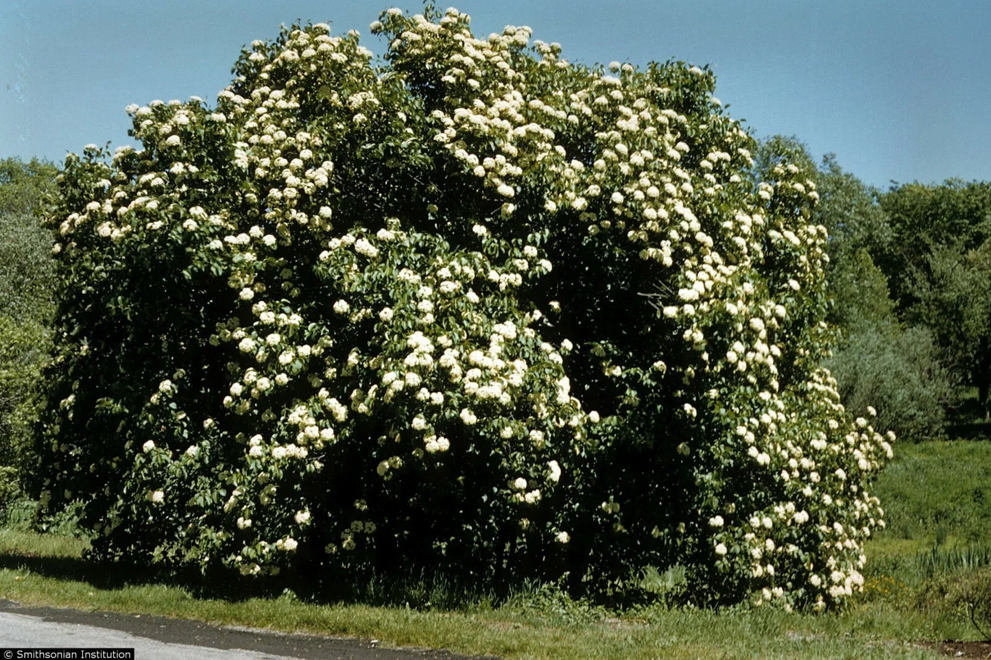 Nannyberry Starter Plant 8-12 Inches Viburnum lentago Hardy Shrub Small Tree Zones 5-9