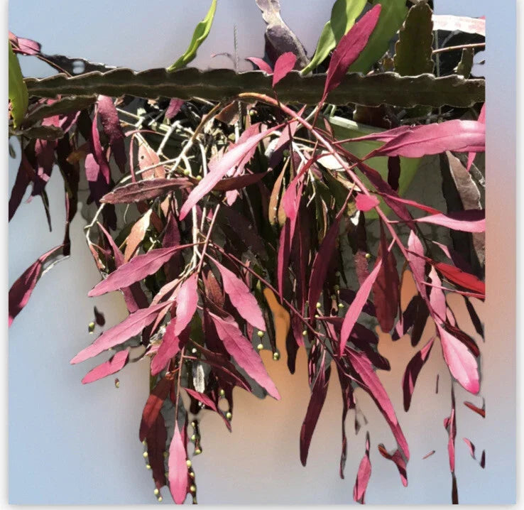 Fresh Cut Rhipsalis Ramulosa Red Plant Clippings – Tropical Succulent for Indoor & Outdoor Decor