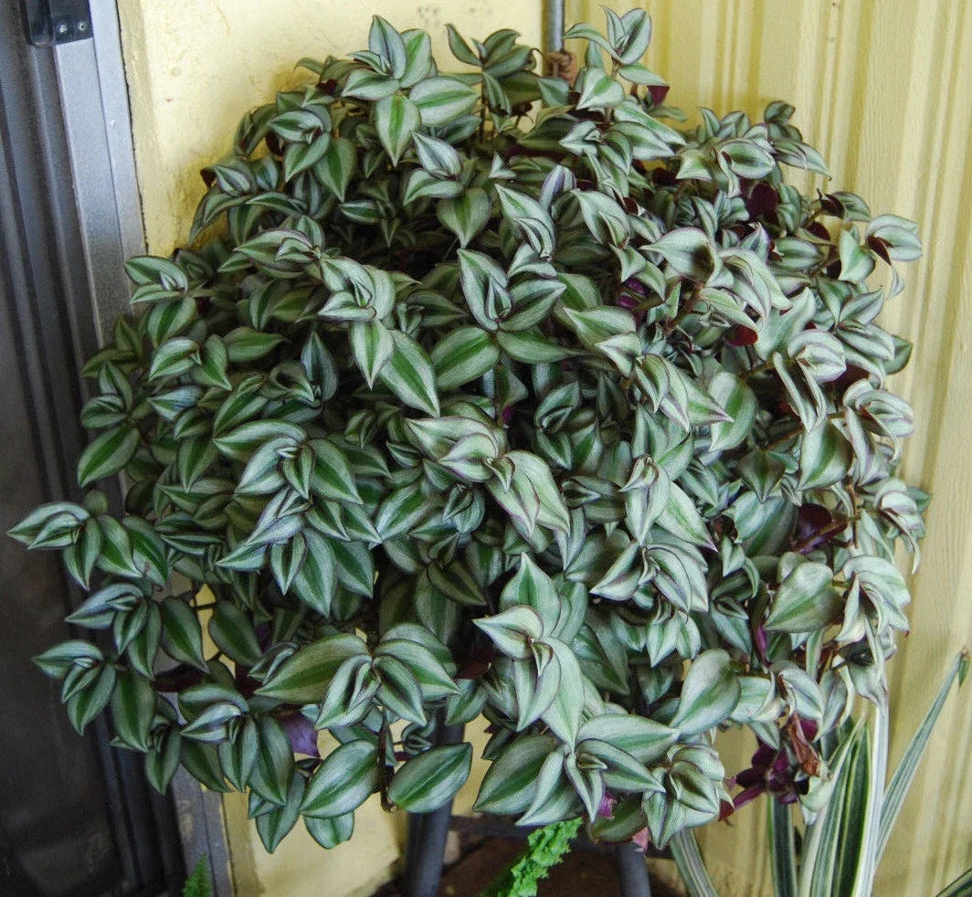 Tradescantia zebrina Plant - Trailing Houseplant - Purple Green Variegated Foliage - Indoor Easy Care Plant