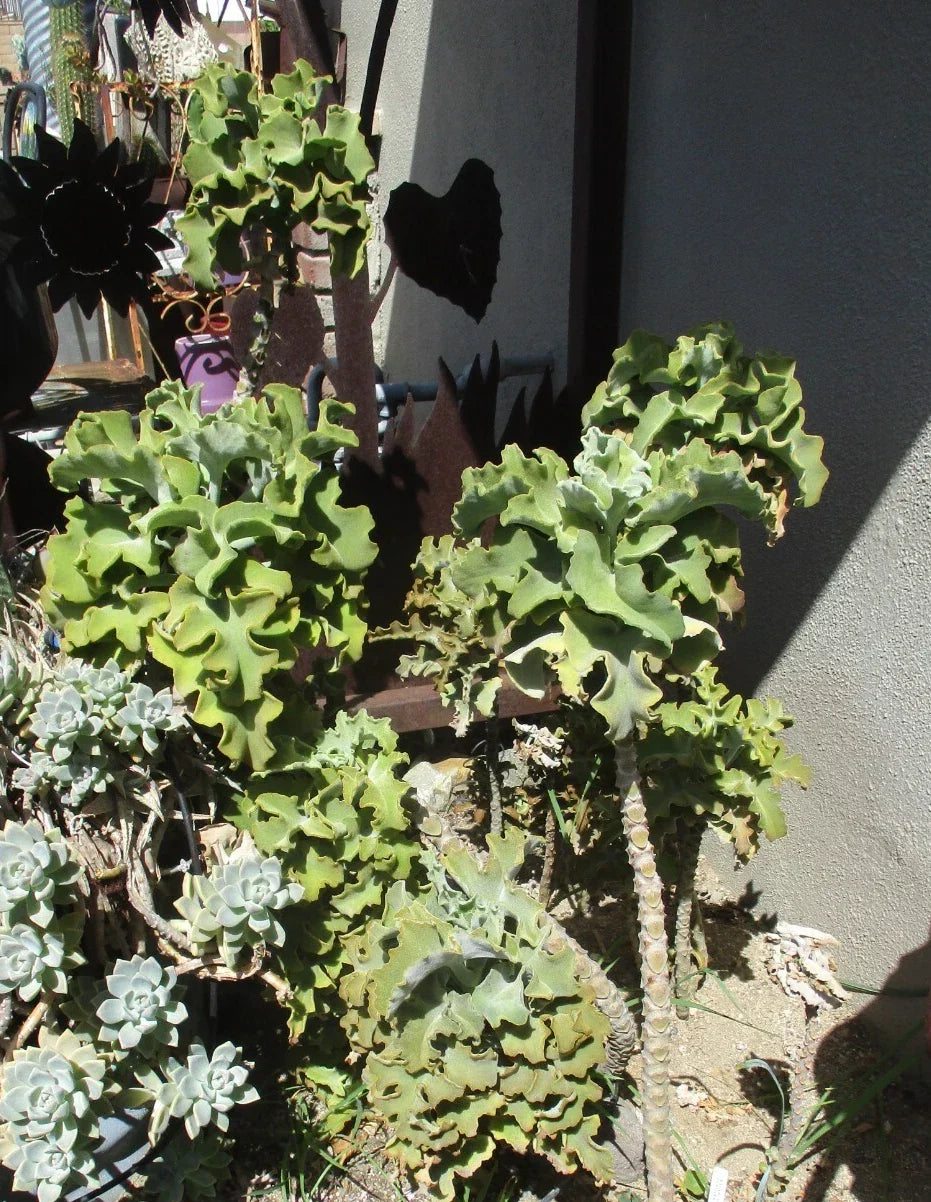 Kalanchoe Beharensis Velvet Elephant Ears Cuttings – Succulent Plant for Indoor Garden, Easy Care, Unique Foliage