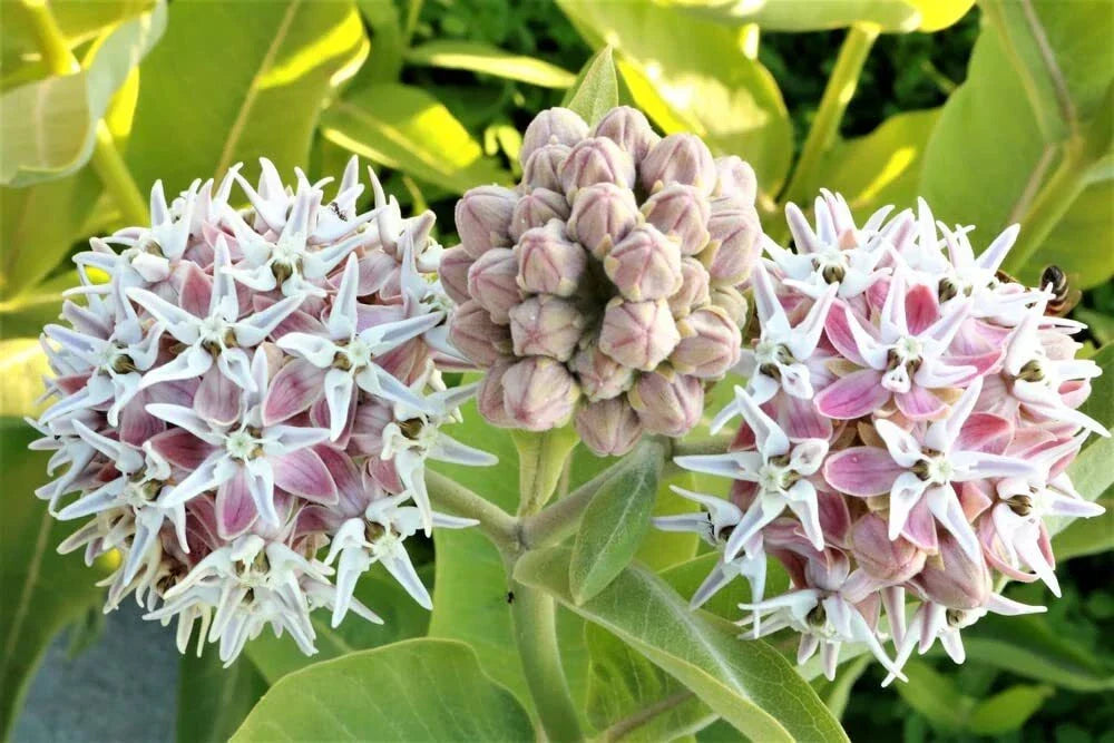 Showy Milkweed Seeds (50) - Asclepias speciosa - Native Pollinator Plant