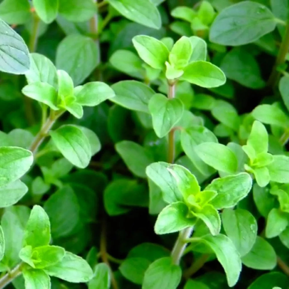 Greek Oregano Seeds - Heirloom NON-GMO, Aromatic Herb, Origanum vulgare subsp. hirtum, Culinary, Compact Growth