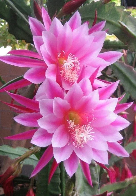 Epiphyllum Orchid Cactus Cutting - Grace Ann Variety - Indoor Houseplant Propagation - Epiphyllum spp.