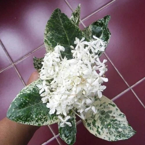 Thai Snow Ixora Rooted Starter Plant, Variegated White Flowers, Ixora 'Thai Snow' in 4-inch pot