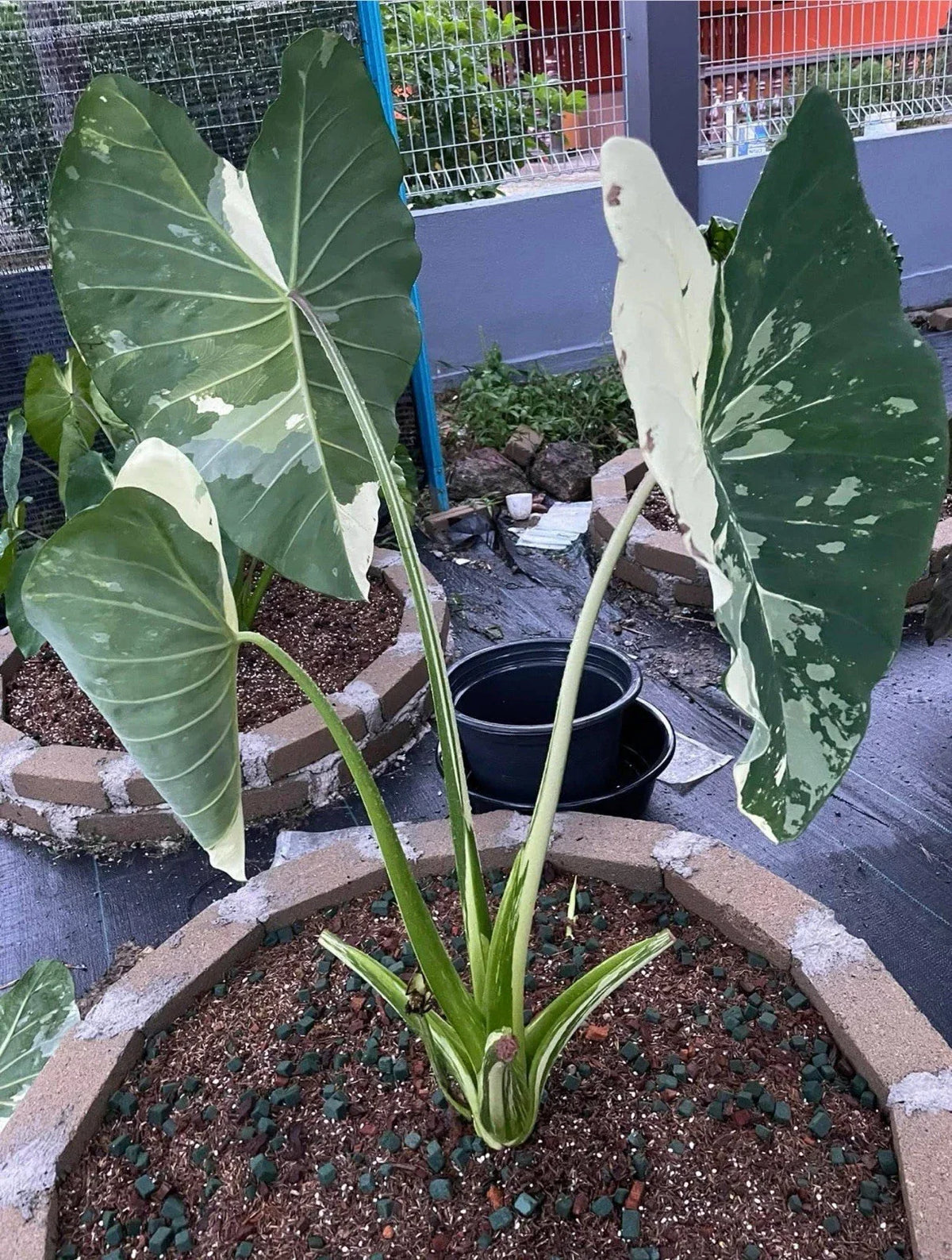 Elepaio Small Rooted Colocasia esculenta - Elephant Ear Tropical Foliage Plant for Garden & Indoor