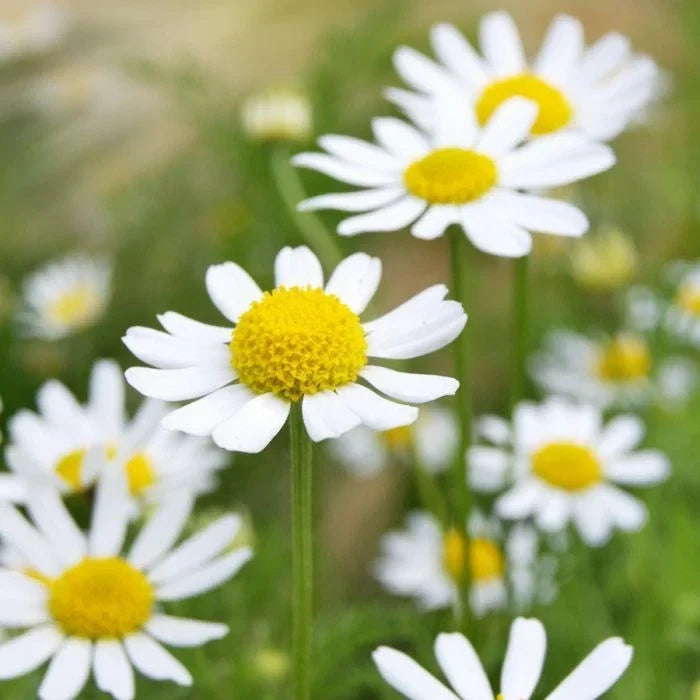 German Chamomile Seeds - Non-GMO Herbal Tea Seeds - Scented Mayweed (Matricaria chamomilla) - Compact Growth