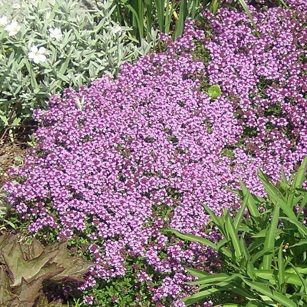 Dwarf Creeping Thyme Seeds - Thymus Serpyllum Ground Cover, Aromatic Perennial Herb, Low Maintenance, Drought Tolerant