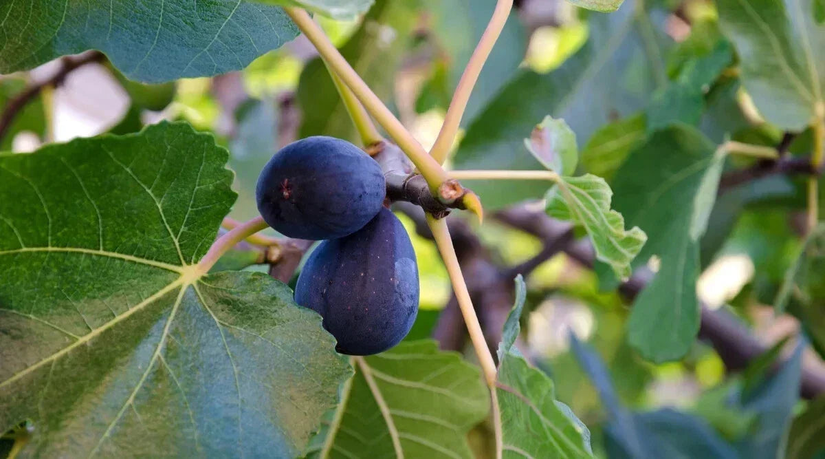 LSU Purple Fig Seeds - 100+ Organic Ficus carica Seeds for Garden Planting USA