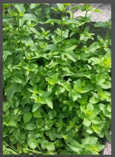 Balm of Gilead Spearmint Live Bareroot Organic Plant – Culinary Aromatic Mentha spicata
