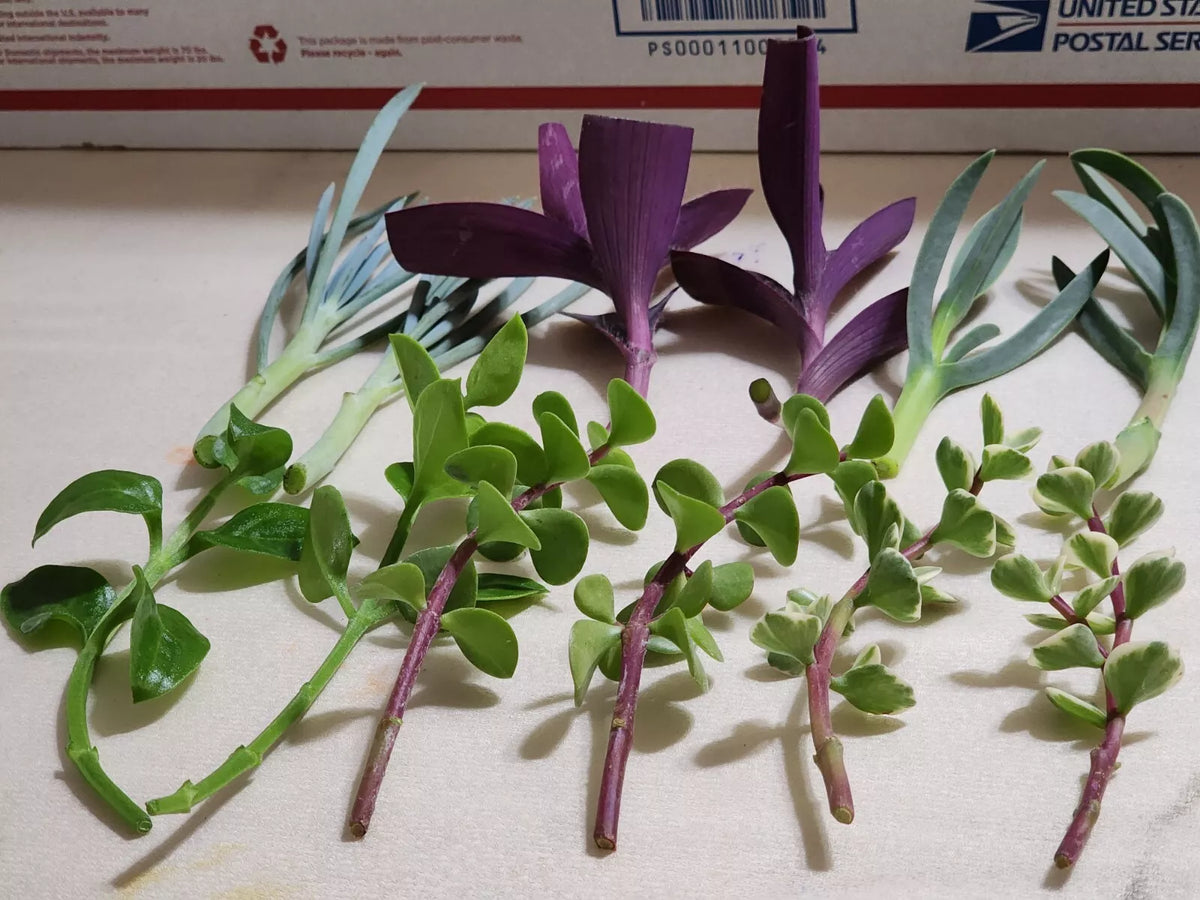 Live Plant Assortment - 12 Pieces for Rooting, 6 Varieties, Indoor & Outdoor Gardening, Propagation, Houseplants