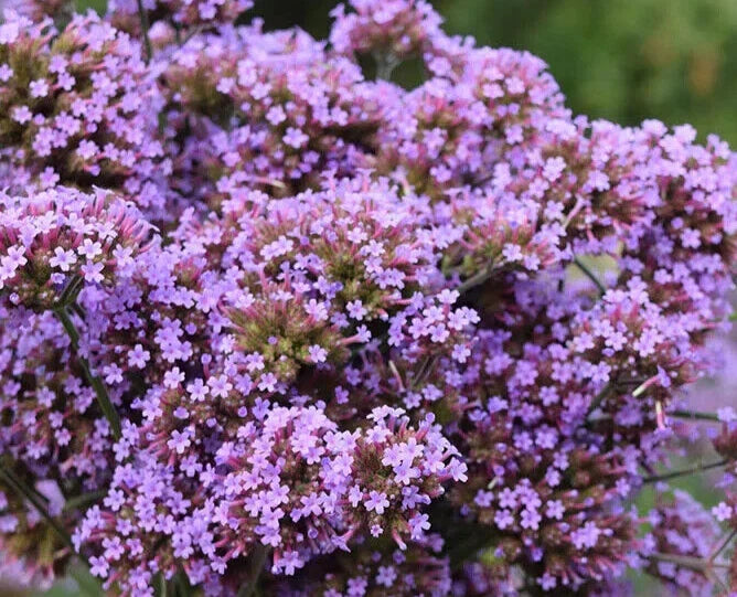 Verbena Bonariensis 'Finesse' Seeds - 25 Count - Perennial Flowering Garden Plant