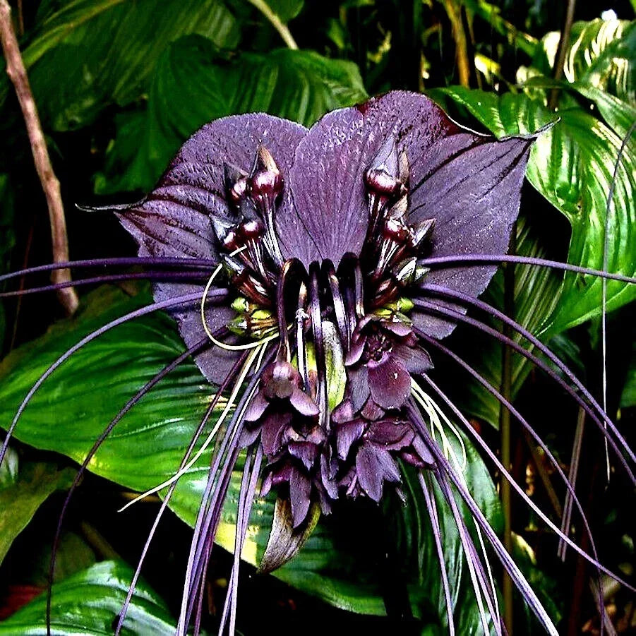 Black Bat Orchid Seeds - Tacca chantrieri Rare Tropical Houseplant for Garden and Indoor Growth