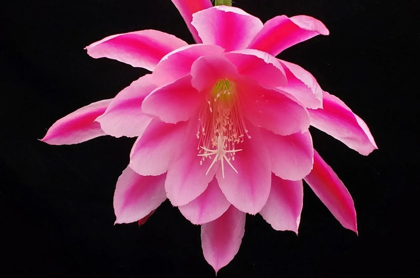 Epiphyllum 'Grand Baroque' Rooted Cutting - Rare Orchid Cactus for Indoor Gardens - Vibrant Tropical Flowering Plant