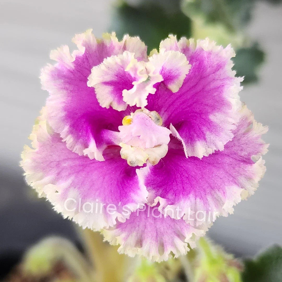 African Violet Leaf Cutting - LE-Rainbow Butterflies, Saintpaulia ionantha, Indoor Plant Propagation, Vibrant Patterned Leaves