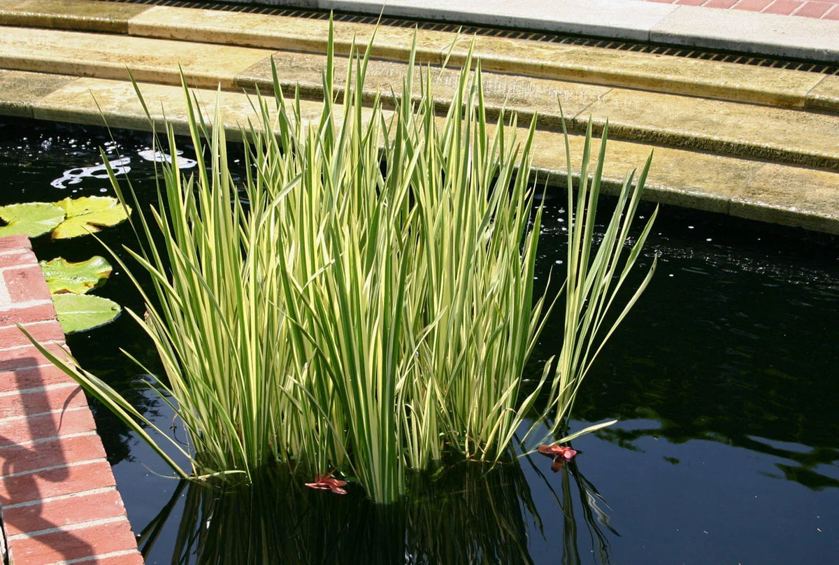 Cold Hardy Variegated Sweet Flag Plant - 2 Gallon Aquatic Marginal Plant Acorus calamus variegatus for Ponds & Water Gardens