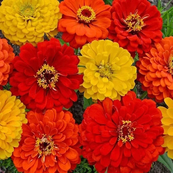 Organic Zinnia Seed Mix - 200 Seeds, Colorful Varieties, Attracts Pollinators, Zinnia elegans, Annual Flower Seeds