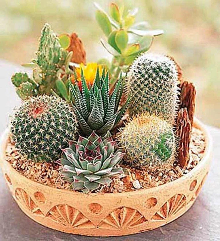 Rare Mixed Cactus Seeds - 100pcs Pack - Succulent Seeds for Indoor & Outdoor Gardening