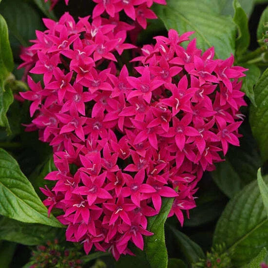 Pentas Graffiti Lipstick Seeds - 100 Count - Pentas lanceolata Flower Seeds for Garden