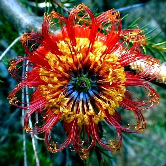 Banksia ericifolia "Little Eric" Tree Seeds - Pack of 5, Australian Native, Showy Flowers, Drought-Resistant, Hardy Garden Tree