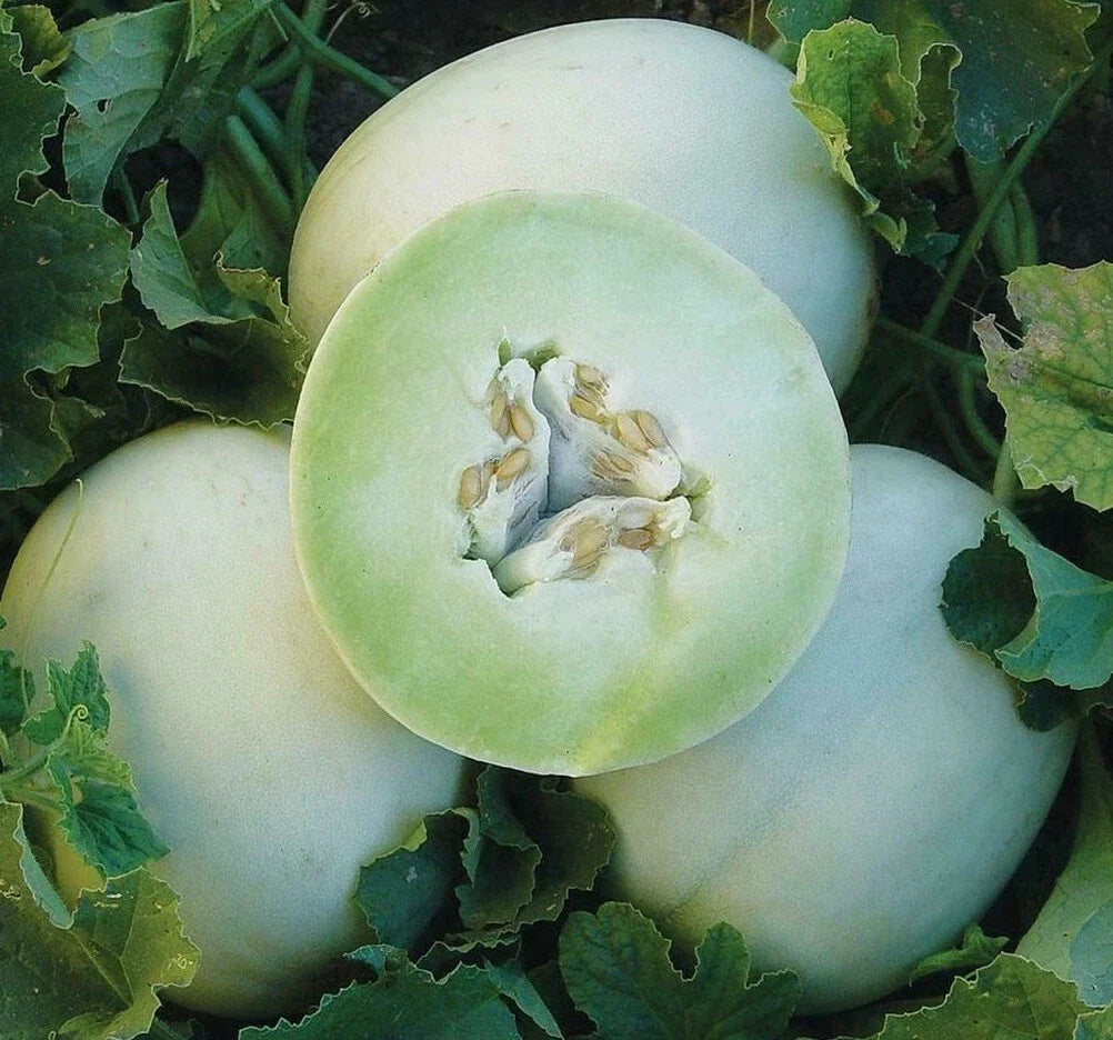 Honey Dew Cantaloupe Seeds 50+ Pack, Green Flesh Melon, Cucumis melo, Home Garden, Fruit Seeds, Summer Crop, Free Shipping