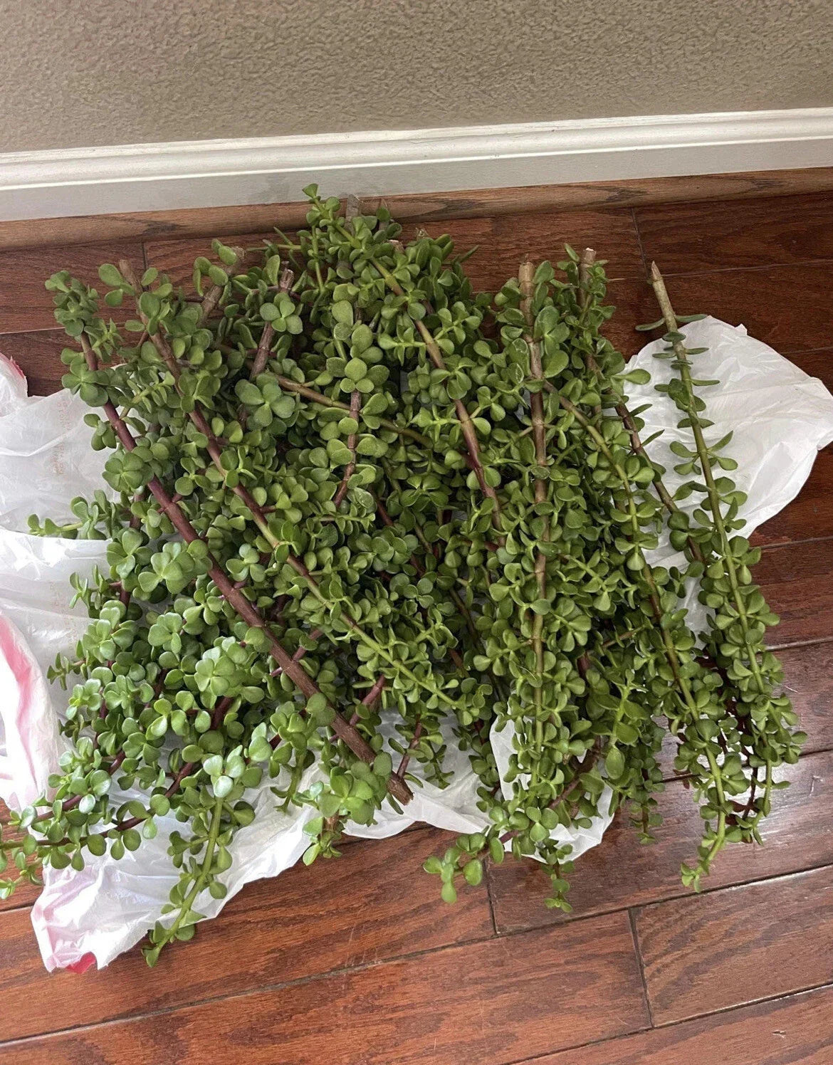Large Portulacaria Afra Elephant Bush Cuttings – Dwarf Jade Succulent Propagation Bulk Pack