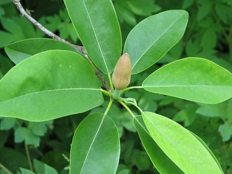 Sweetbay Magnolia Tree Seeds - 30 Count - Magnolia virginiana Northern Variety