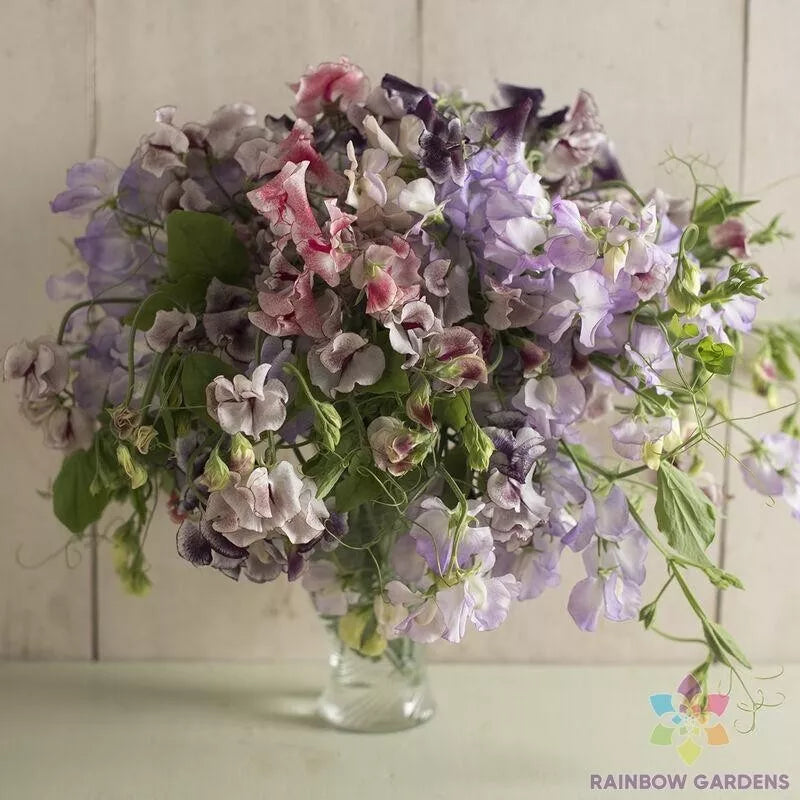 Sweet Pea Seeds - 50+ Spencer Ripple Formula Mix - Lathyrus odoratus - Garden Seeds USA